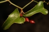 Smilax aspera L.