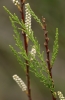 Tamarix africana Poir.