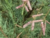 Tamarix cf. canariensis Willd.