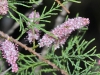 Tamarix gallica L.