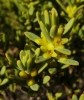 Thymelaea tinctoria (Pourr.) Endl. subsp. tinctoria