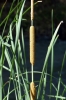 Typha angustifolia L. Typha angustifolia L.