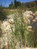 Typha domingensis 1/3 Typha domingensis 1/3