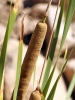 Typha domingensis 3/3 Typha domingensis 3/3