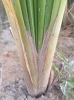 Typha domingensis Pers.