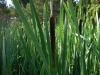 Typha latifolia L. Typha latifolia L.