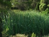 Typha latifolia L.