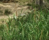 Typha domingensis Typha domingensis