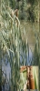 Typha sp. Typha sp.