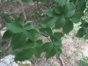 Ulmus glabra 1 de 2