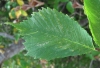 Ulmus glabra 3/3 (a confirmar)