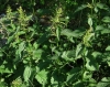 Urtica dioica L.