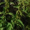 Urtica dioica L.