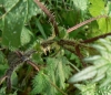 Urtica pilulifera