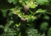 Urtica urens L.