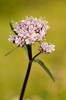 Valeriana montana L.