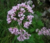 Valeriana officinalis L.