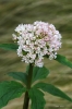 Valeriana tripteris