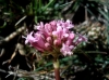 Valeriana tuberosa 1 de 2