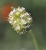 Valerianella discoidea (L.) Loisel.