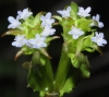 Valerianella echinata (L.) DC.