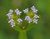 Valerianella eriocarpa Desv.