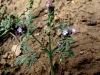 Verbena supina L. Verbena supina L.