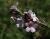 Verbena officinalis L.