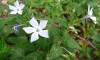 Vinca difformis Pourr. subsp. difformis