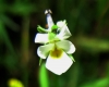 Viola sp.