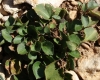 Viola rupestris ? 1/2