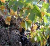 Vitis vinifera L.