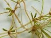 Zannichellia palustris