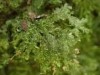 Alleniella besseri Alleniella bessieri