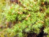 Bartramia pomiformis Hedw. Bartramia pomiformis Hedw.