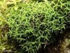 Bryoerythrophyllum recurvirostrum Bryoerythrophyllum recurvirostrum