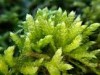 Cirriphyllum crassinervium Cirriphyllum crassinervium