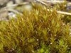 Didymodon acutus Didymodon acutus