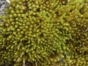 Didymodon luridus Hornsch. Didymodon luridus Hornsch.