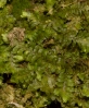 Diplophyllum albicans (L.) Dumort.