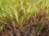 Distichium capillaceum Distichium capillaceum