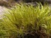 Ditrichum flexicaule Ditrichum flexicaule