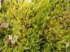 Drepanocladus aduncus Drepanocladus aduncus