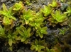 Encalypta streptocarpa Hedw. Encalypta streptocarpa Hedw.