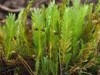 Fissidens adianthoides Fissidens adianthoides