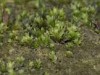 Fissidens crassipes Fissidens crassipes