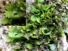 Fissidens dubius P.Beauv. Fissidens dubius P.Beauv.