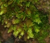 Fissidens taxifolius Hedw. Fissidens taxifolius Hedw.