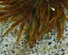 Fontinalis antipyretica Hedw. Fontinalis antipyretica Hedw.