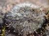 Grimmia tergestina